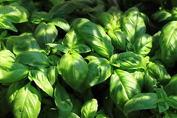 Image showing basil plant background