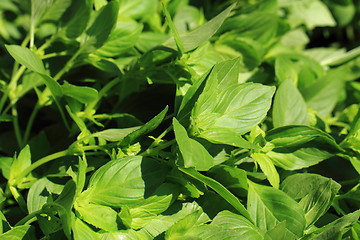 Image showing basil plant background