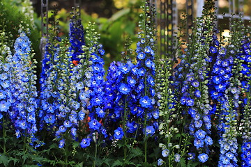 Image showing blue delphinium flower