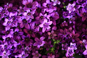 Image showing blue bell-flowers background