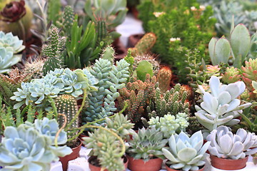 Image showing cactuses plants background