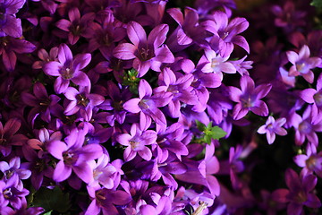 Image showing blue bell-flowers background