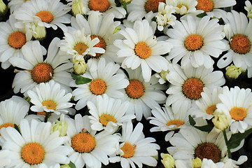 Image showing white marguerite flower background