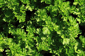 Image showing parsley leaves background