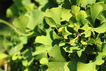 Image showing ginkgo plant background\r\n