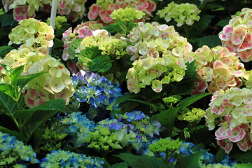 Image showing hortensia flowers background