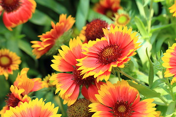 Image showing color flowers background