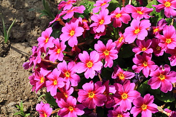 Image showing violet flowers background