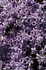 Image showing violet flowers background