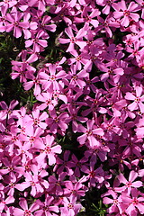 Image showing violet flowers background