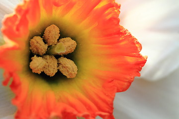 Image showing detail of narcissus flower 