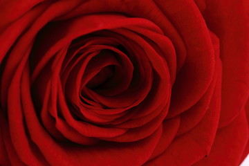 Image showing red rose flower