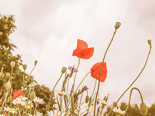 Image showing Retro looking Papaver flower