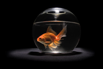 Image showing gold fish