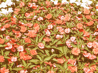 Image showing Retro looking Impatiens New Guinea flower