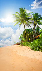 Image showing Beach and palms