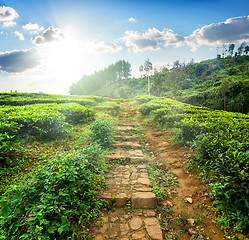 Image showing Staircase in tea field