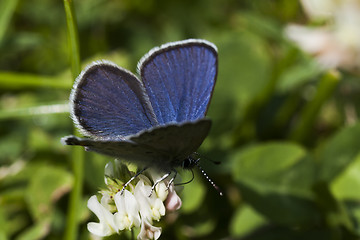 Image showing blue butterfly