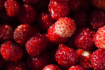 Image showing wild strawberries