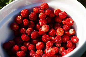 Image showing wild strawberries