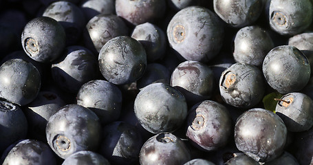 Image showing blueberries