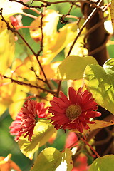 Image showing red autumn flowers