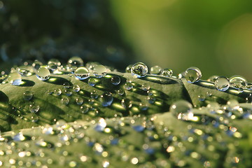 Image showing water drops leaf background