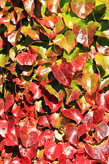 Image showing autumn leaves background