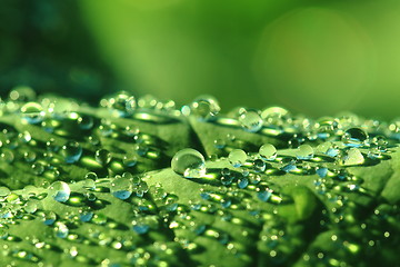 Image showing water drops leaf background