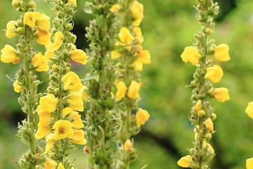 Image showing mullein flower background