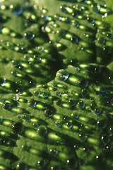 Image showing water drops leaf background