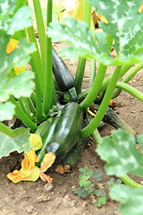 Image showing zucchini plant from small farm