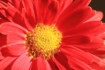 Image showing red autumn flowers