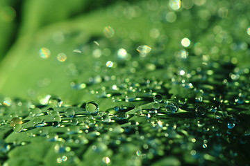 Image showing water drops leaf background