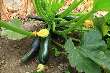 Image showing zucchini plant from small farm