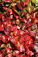 Image showing autumn leaves background