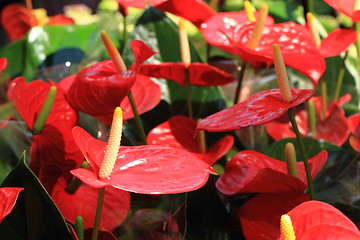 Image showing Flamingo lilies red