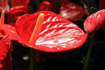 Image showing Flamingo lilies red