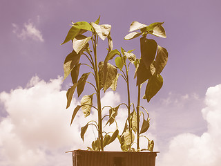 Image showing Retro looking Plug pepper plant