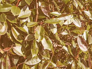 Image showing Retro looking Green foliage