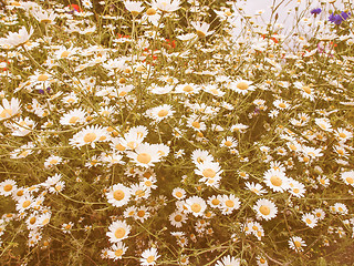 Image showing Retro looking Camomile flower