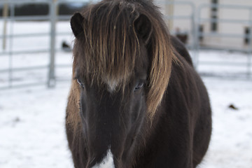 Image showing Brown Horse