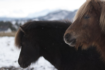 Image showing Brown Horses