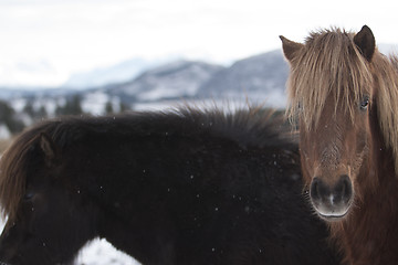 Image showing Brown Horses