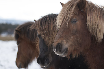 Image showing Brown Horses