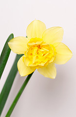 Image showing Yellow narcissus blossom