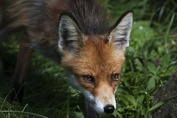 Image showing fox nose