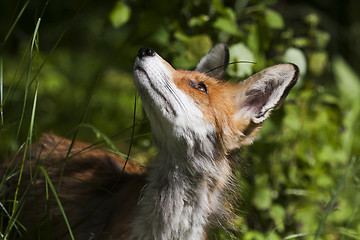 Image showing fox head