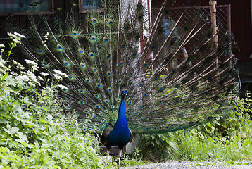 Image showing male peacock