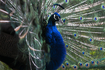 Image showing peacock